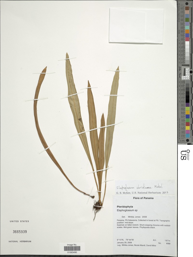 Elaphoglossum christianeae