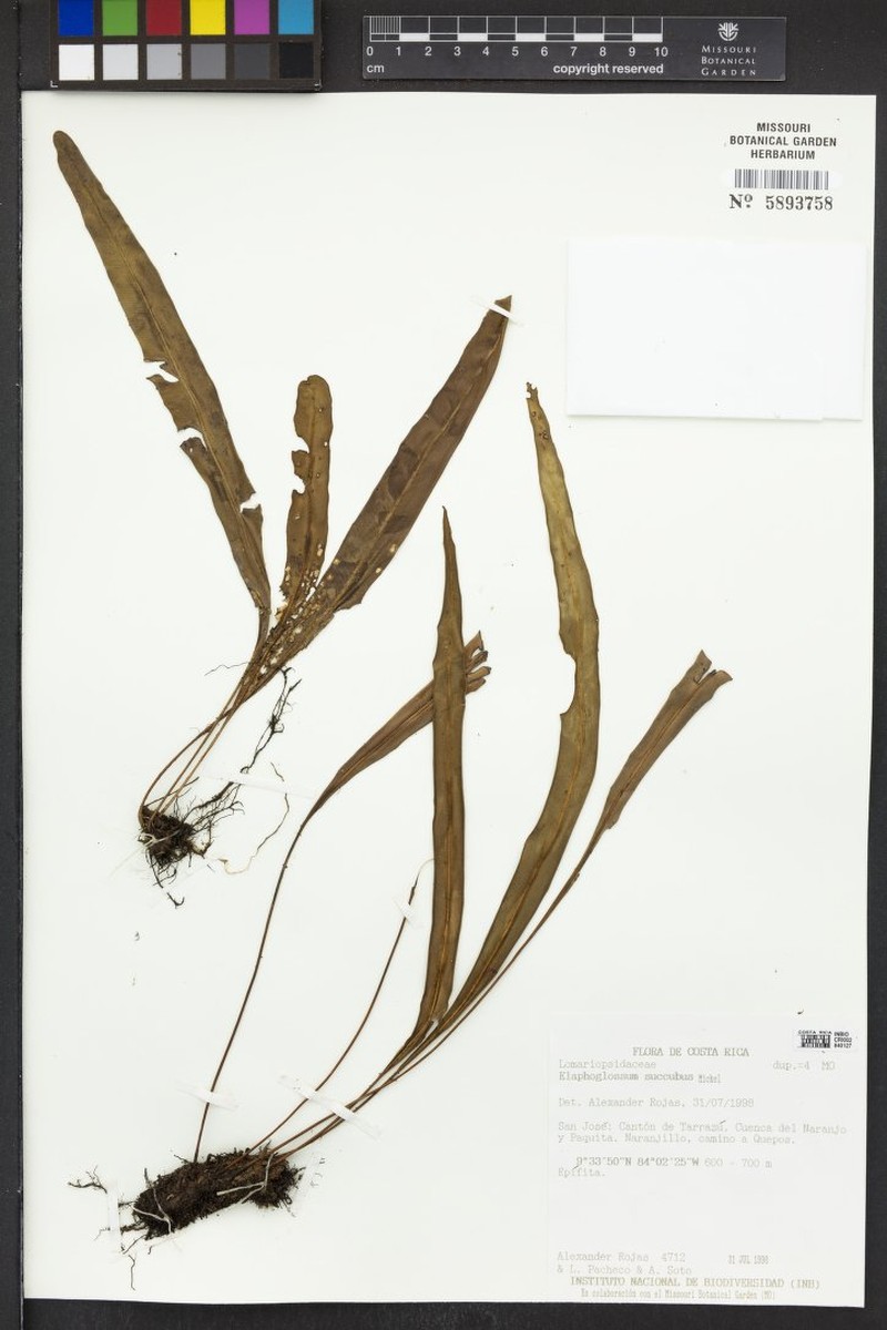 Elaphoglossum christianeae photo 2