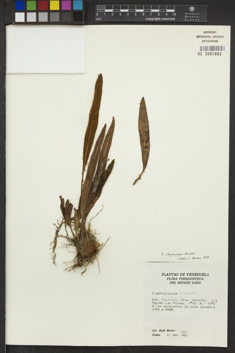 Elaphoglossum chrysopogon