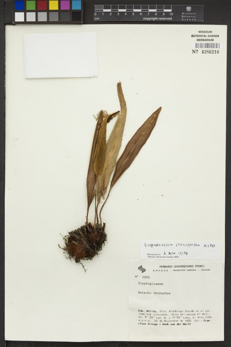 Elaphoglossum chrysopogon photo 2
