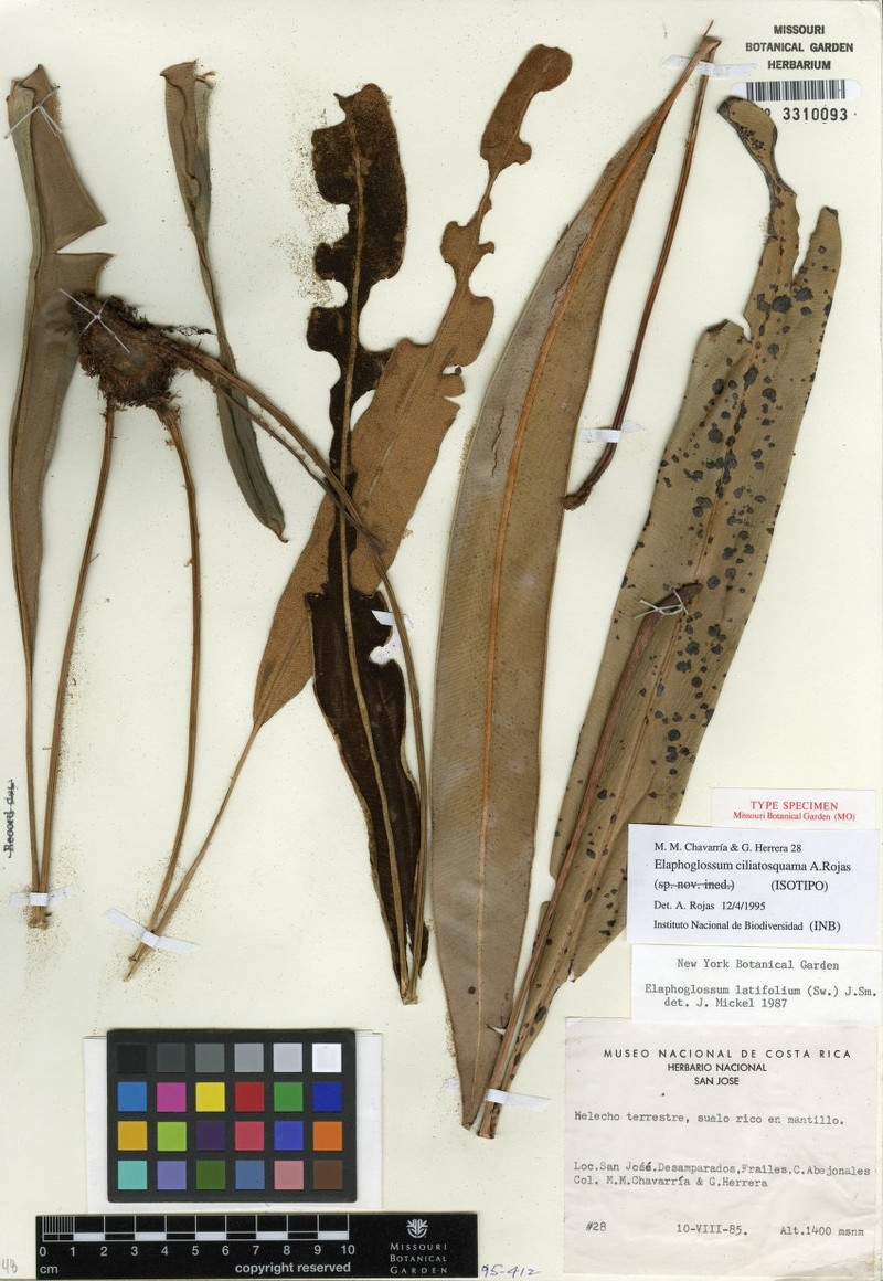 Elaphoglossum ciliatosquama