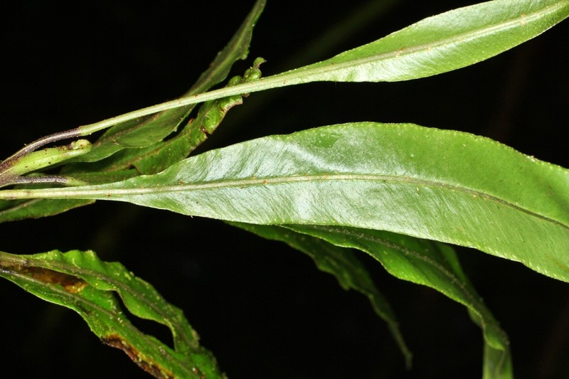 Elaphoglossum ciliatum