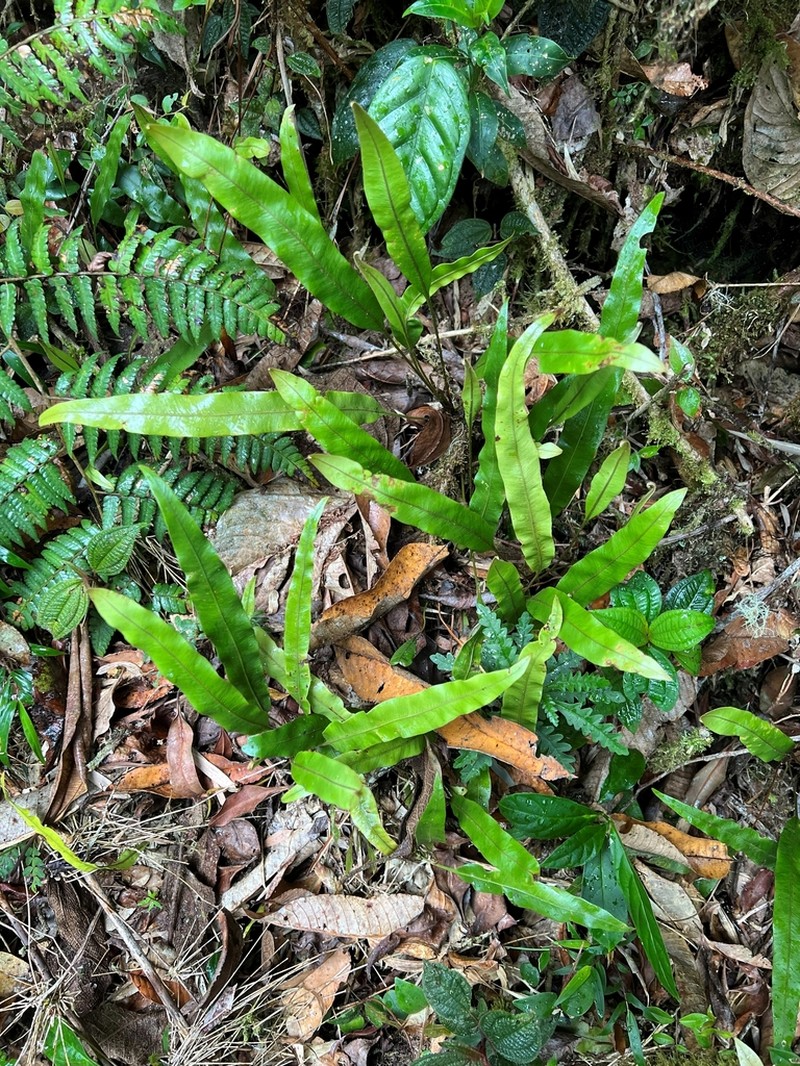 Elaphoglossum ciliatum photo 2