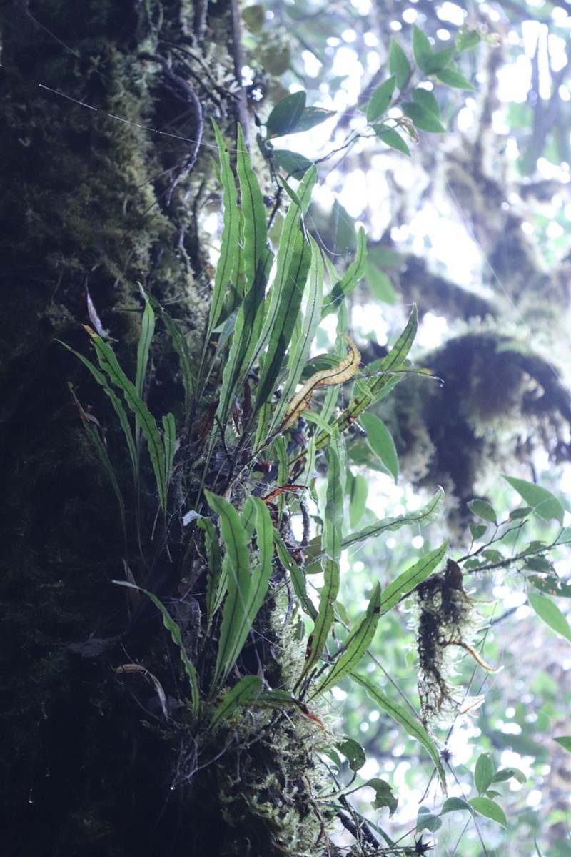 Elaphoglossum ciliatum photo 3