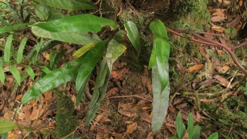 Elaphoglossum ciliatum photo 4