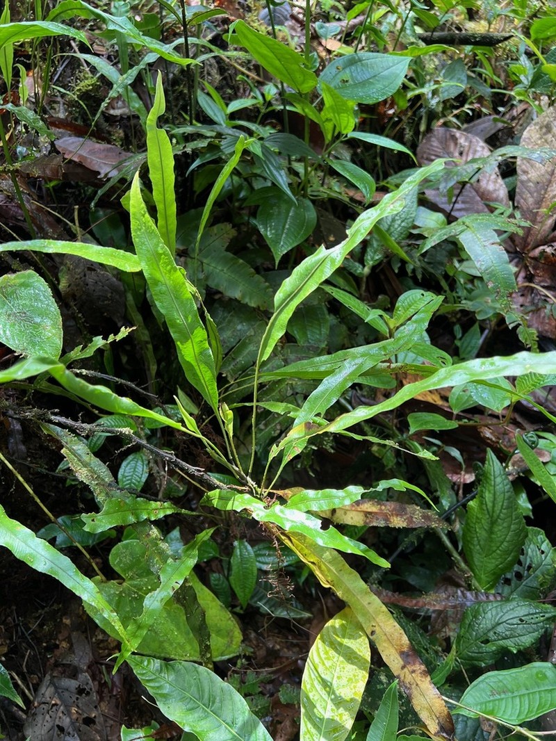 Elaphoglossum ciliatum photo 5