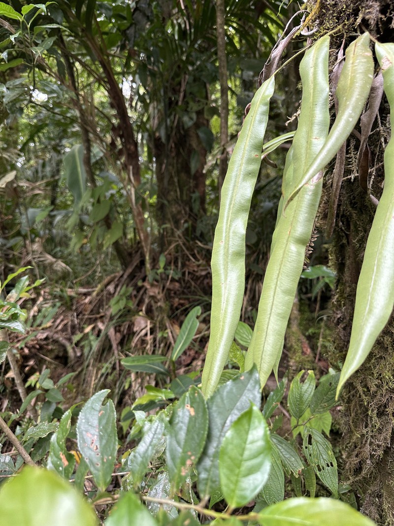 Elaphoglossum ciliatum photo 6