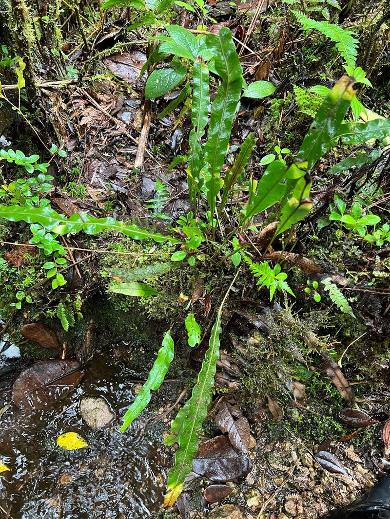 Elaphoglossum ciliatum photo 7