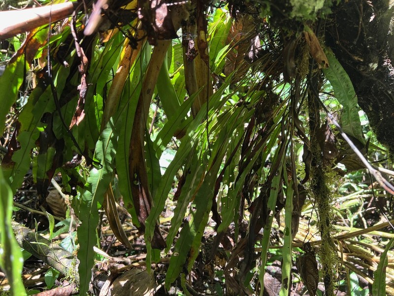 Elaphoglossum ciliatum photo 8