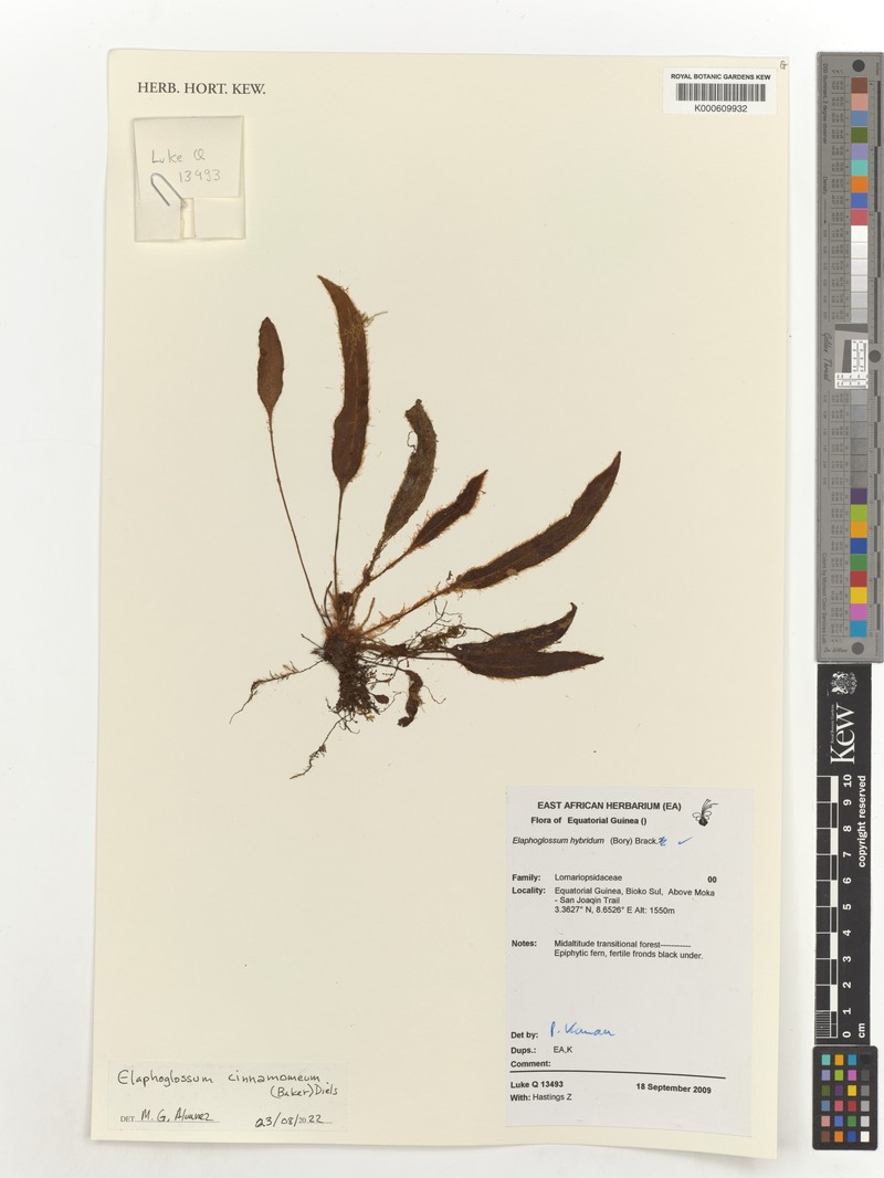 Elaphoglossum cinnamomeum