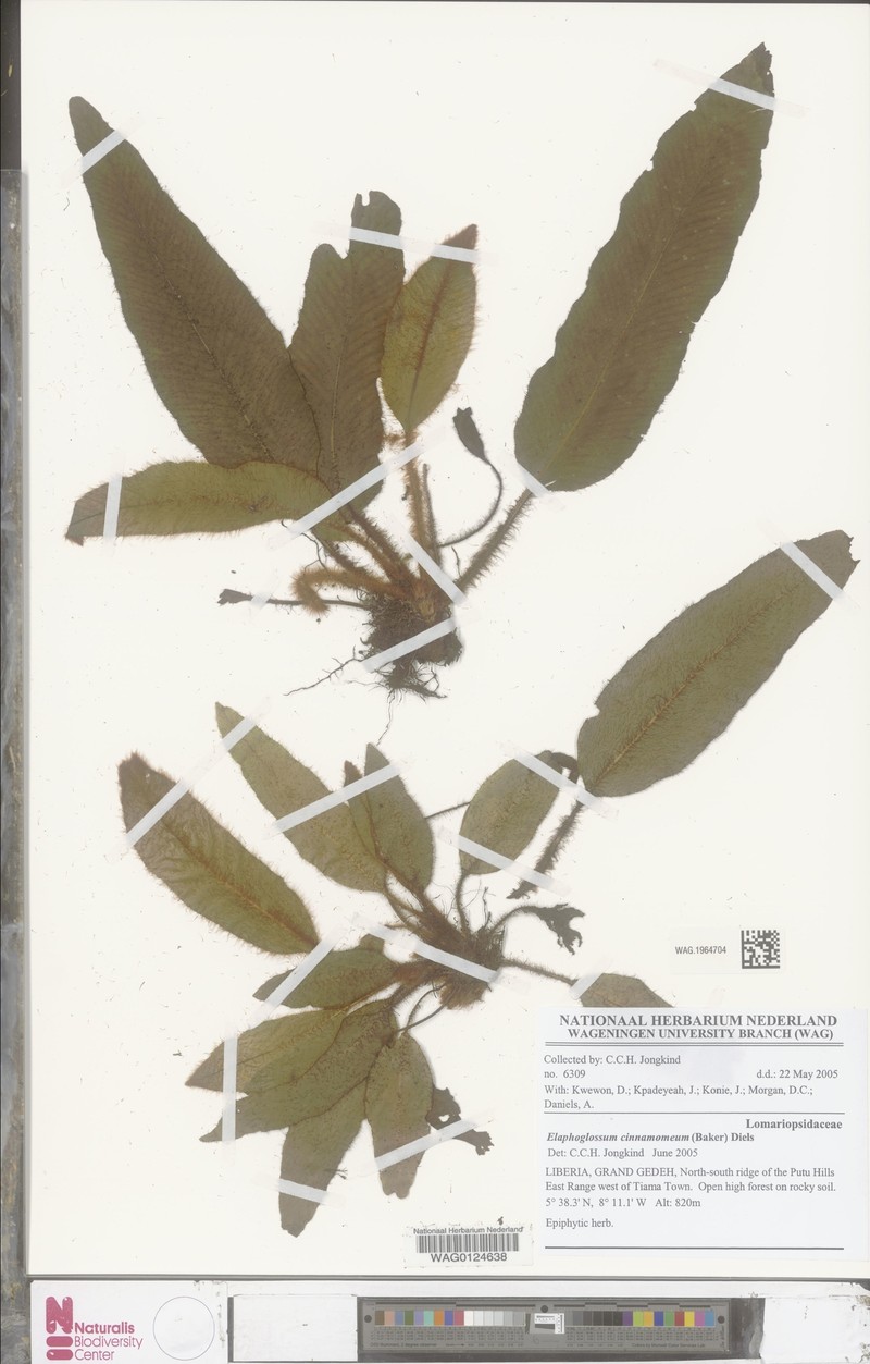 Elaphoglossum cinnamomeum photo 3