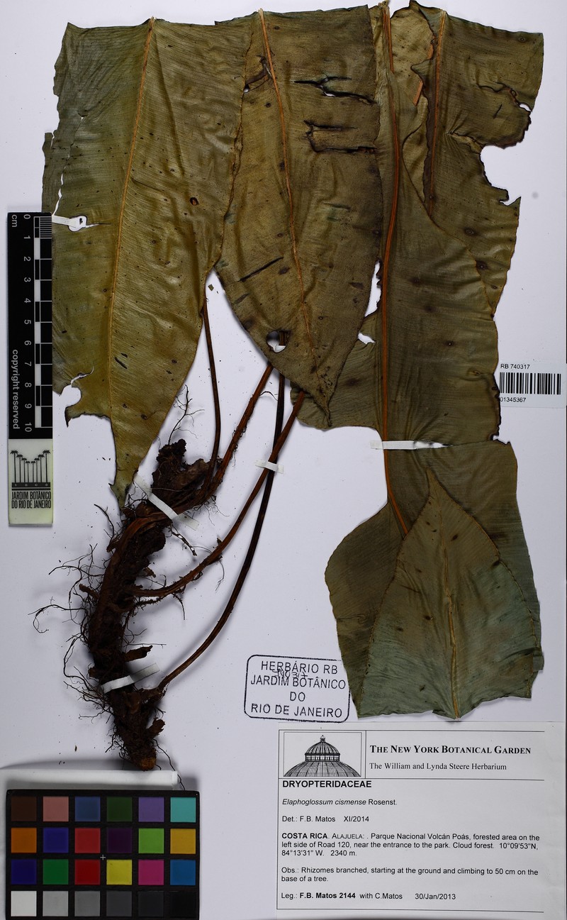 Elaphoglossum cismense