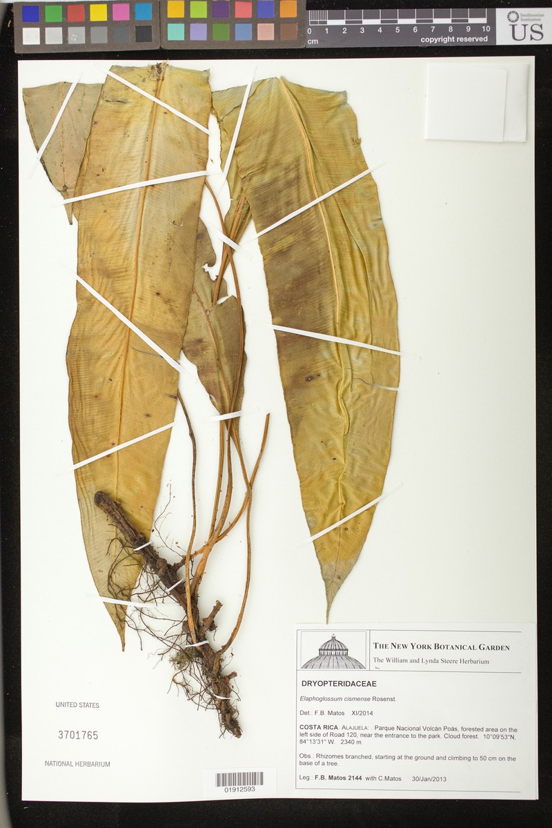 Elaphoglossum cismense photo 2