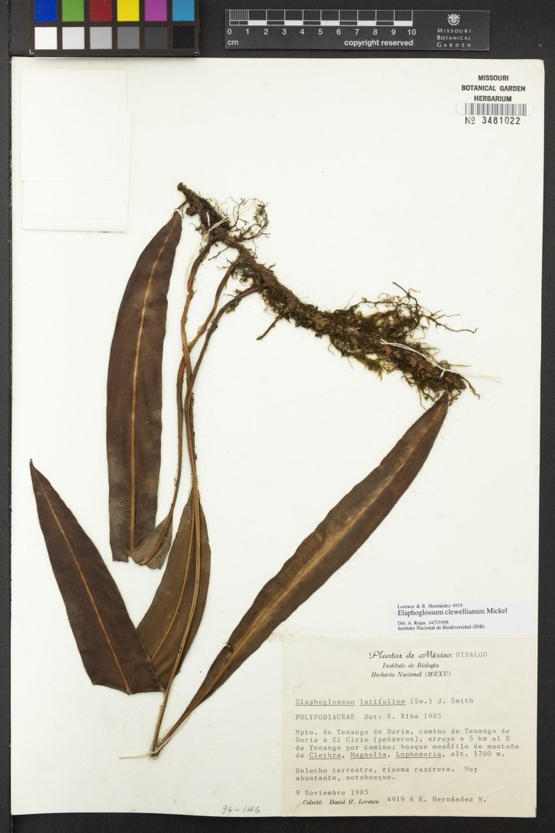 Elaphoglossum clewellianum photo 2