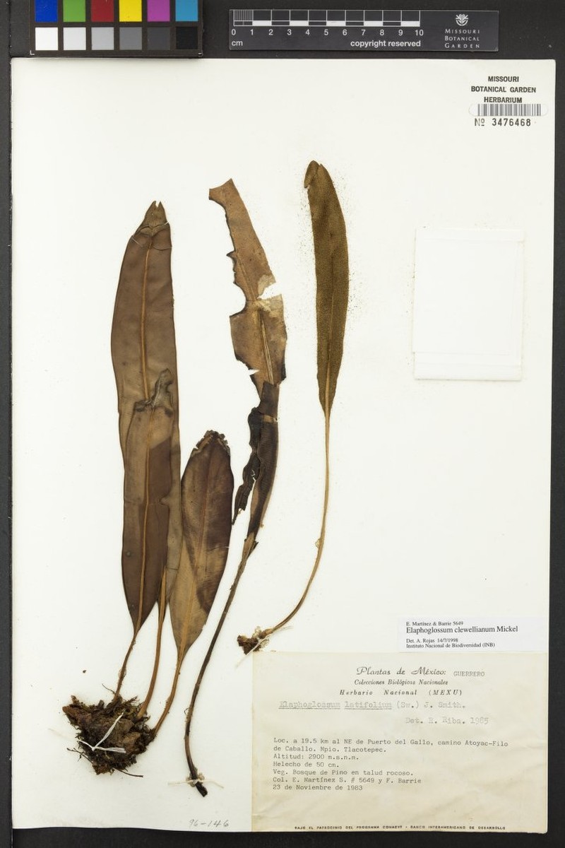 Elaphoglossum clewellianum photo 3
