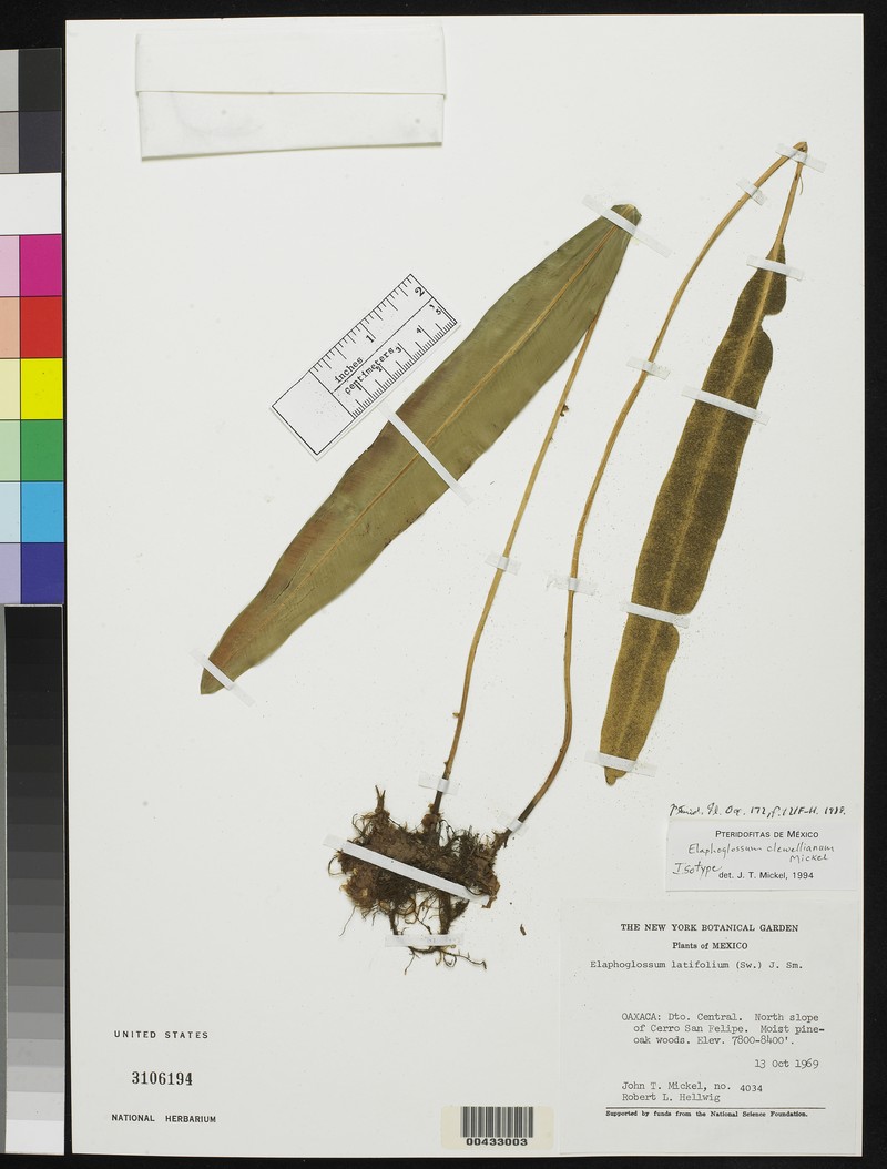 Elaphoglossum clewellianum