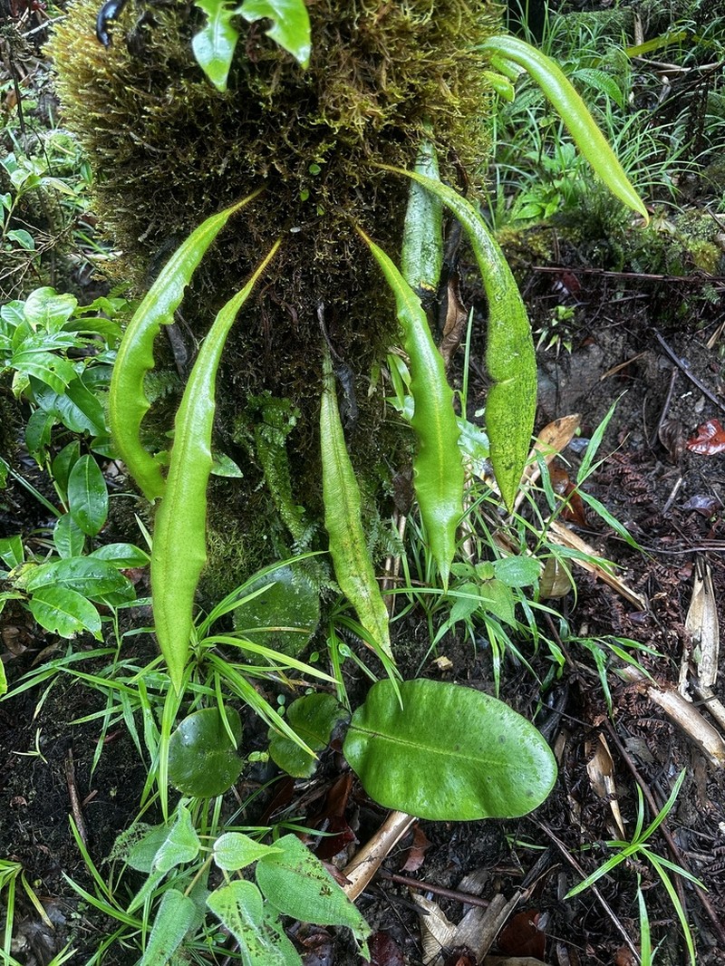 Elaphoglossum cocosense