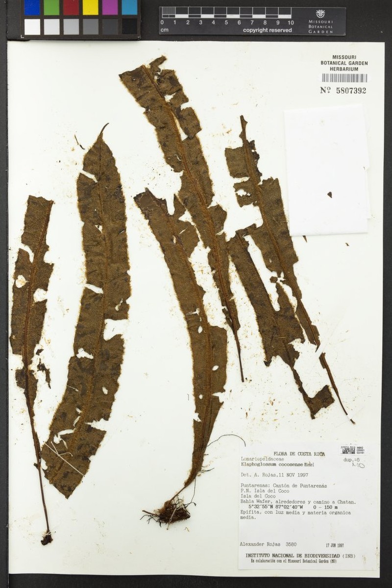 Elaphoglossum cocosense photo 2