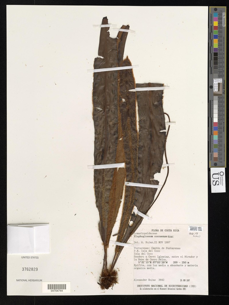 Elaphoglossum cocosense photo 3