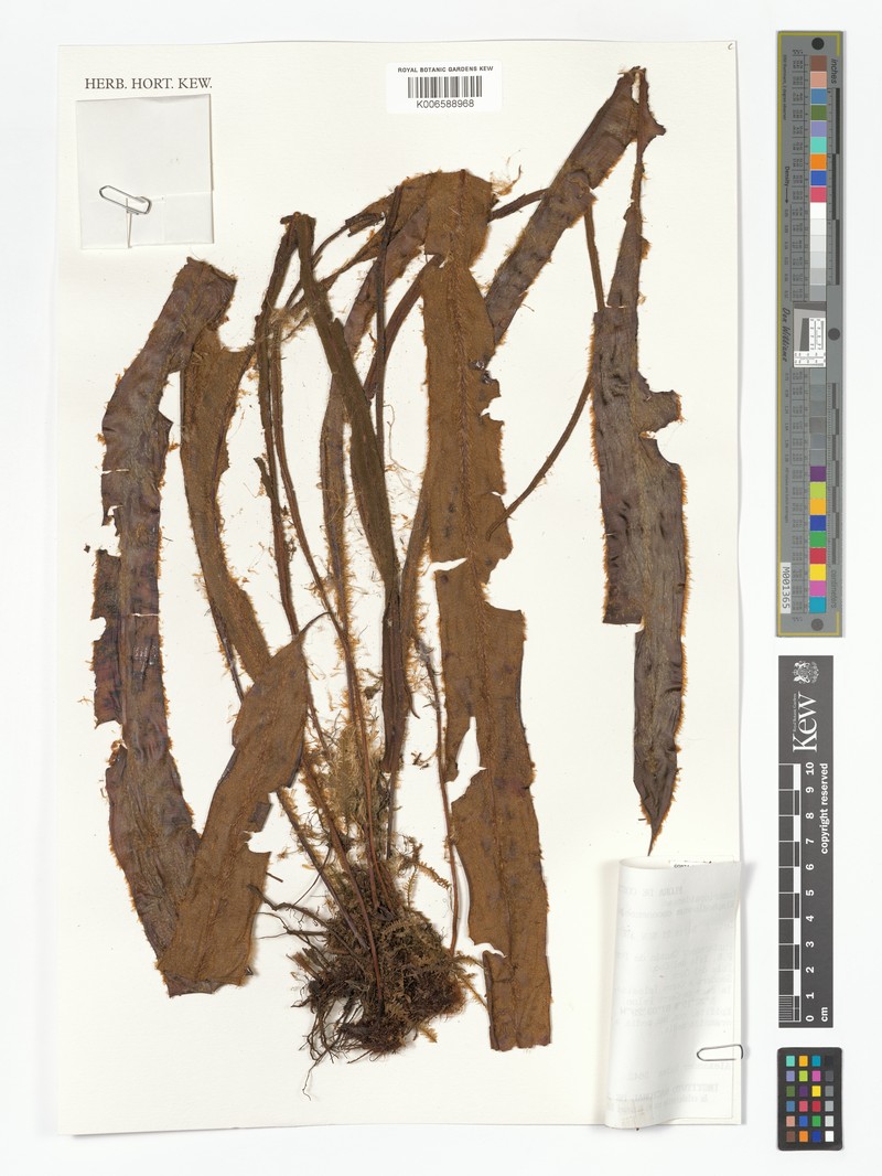 Elaphoglossum cocosense photo 4