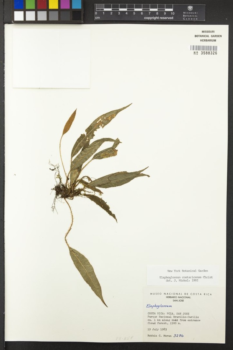 Elaphoglossum cocosense photo 5