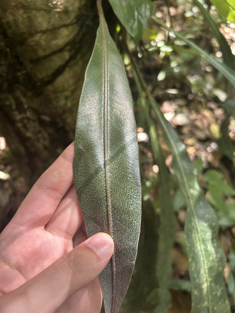 Elaphoglossum commutatum