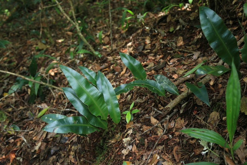 Elaphoglossum commutatum photo 2