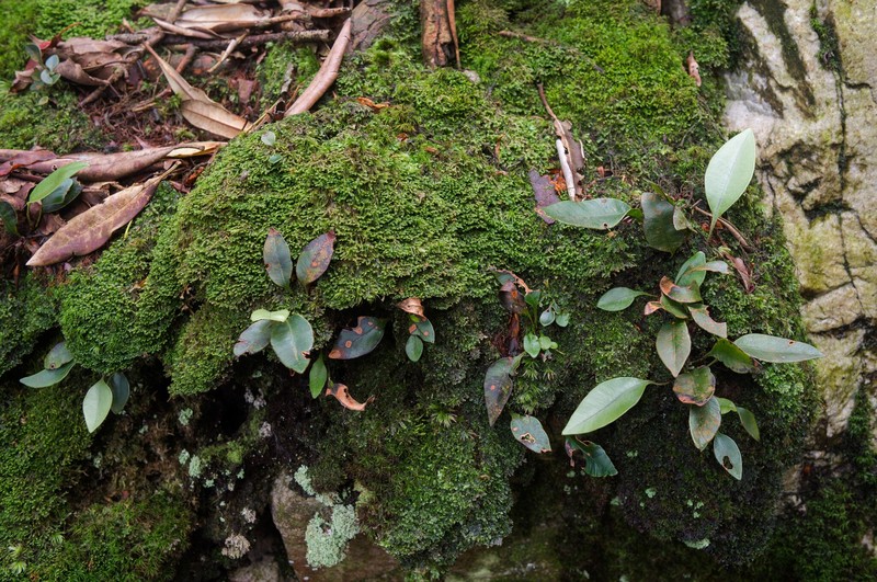 Elaphoglossum commutatum photo 4