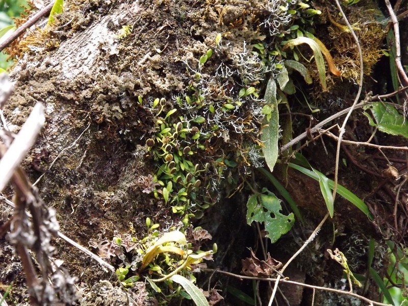 Elaphoglossum concinnum