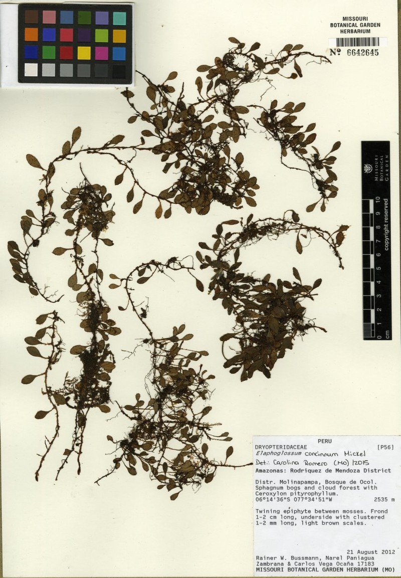 Elaphoglossum concinnum photo 3
