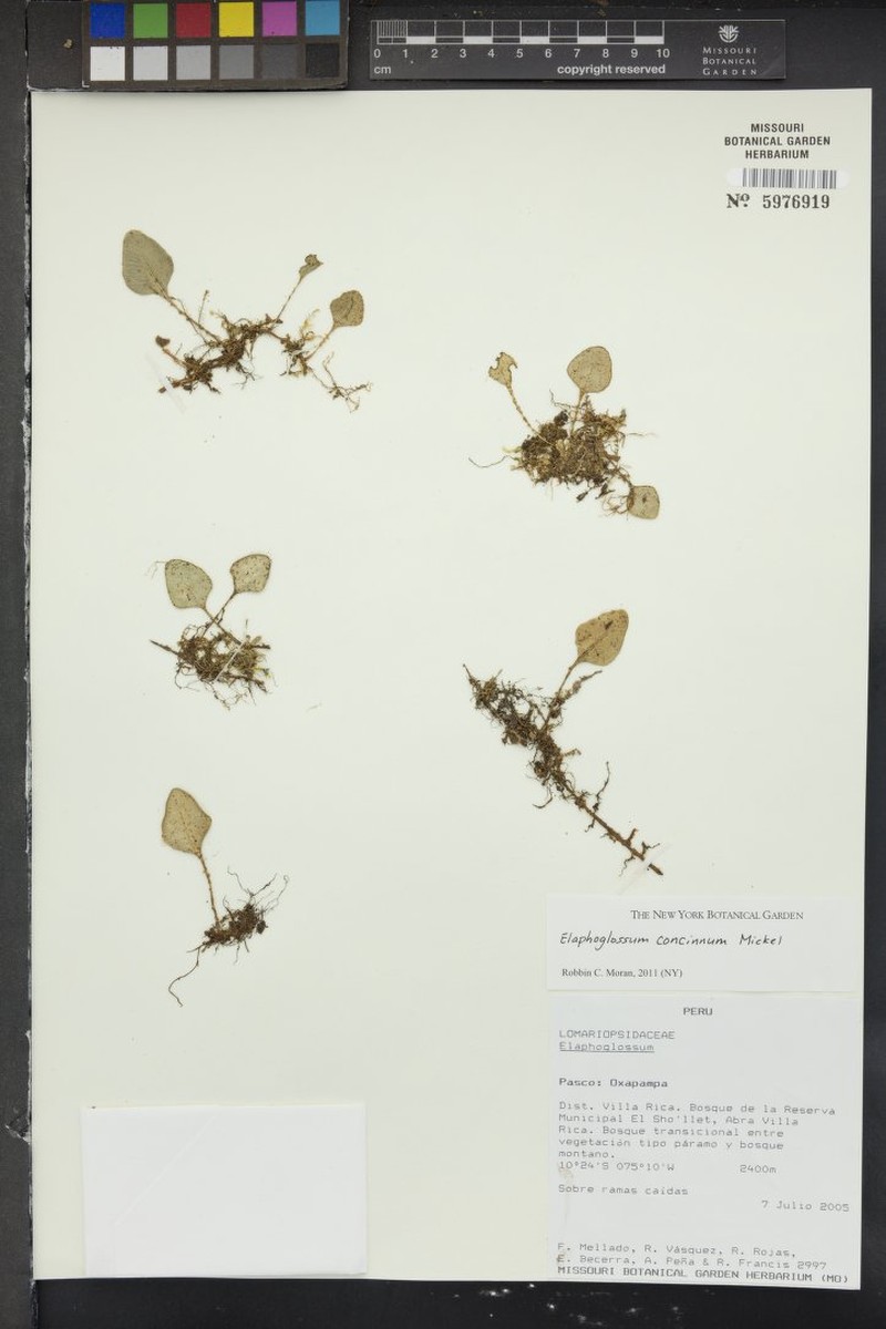 Elaphoglossum concinnum photo 4