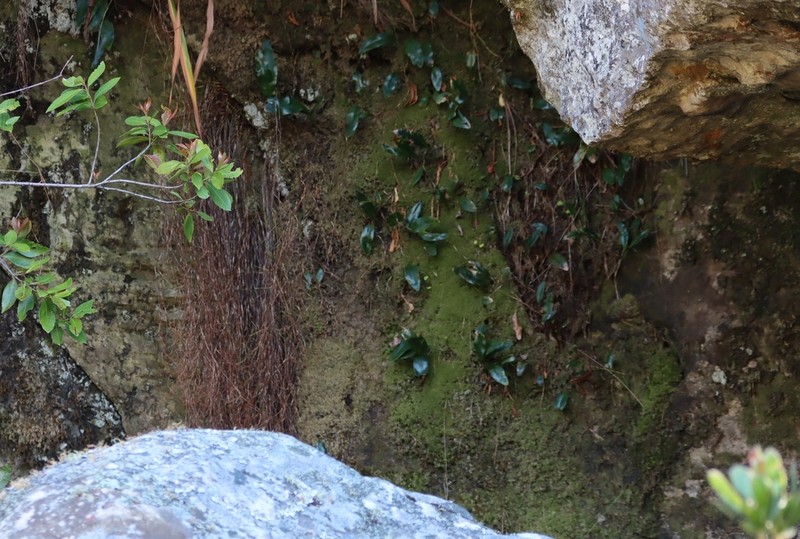 Elaphoglossum conforme