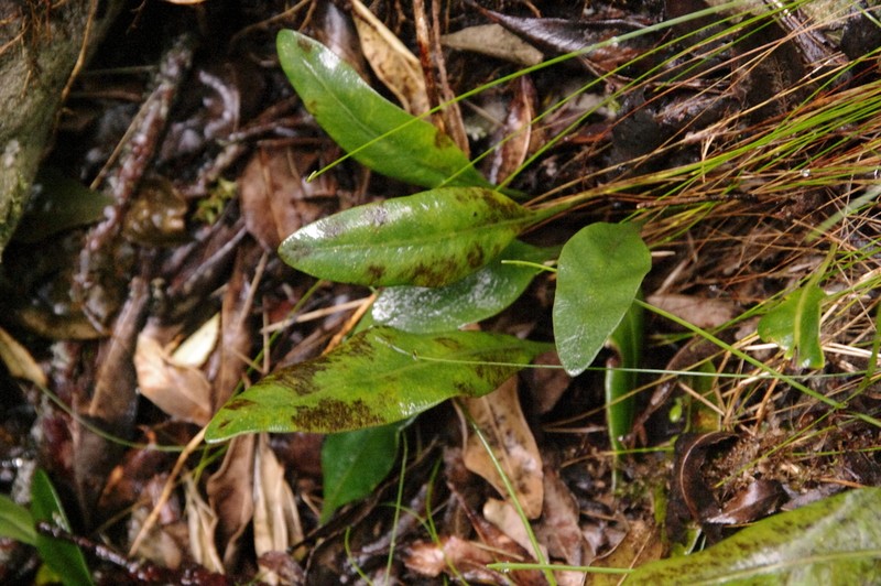 Elaphoglossum conforme photo 2