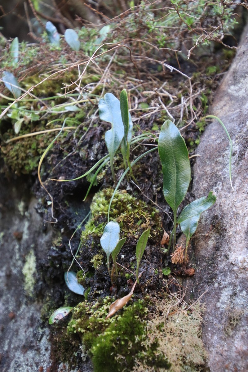 Elaphoglossum conforme photo 3