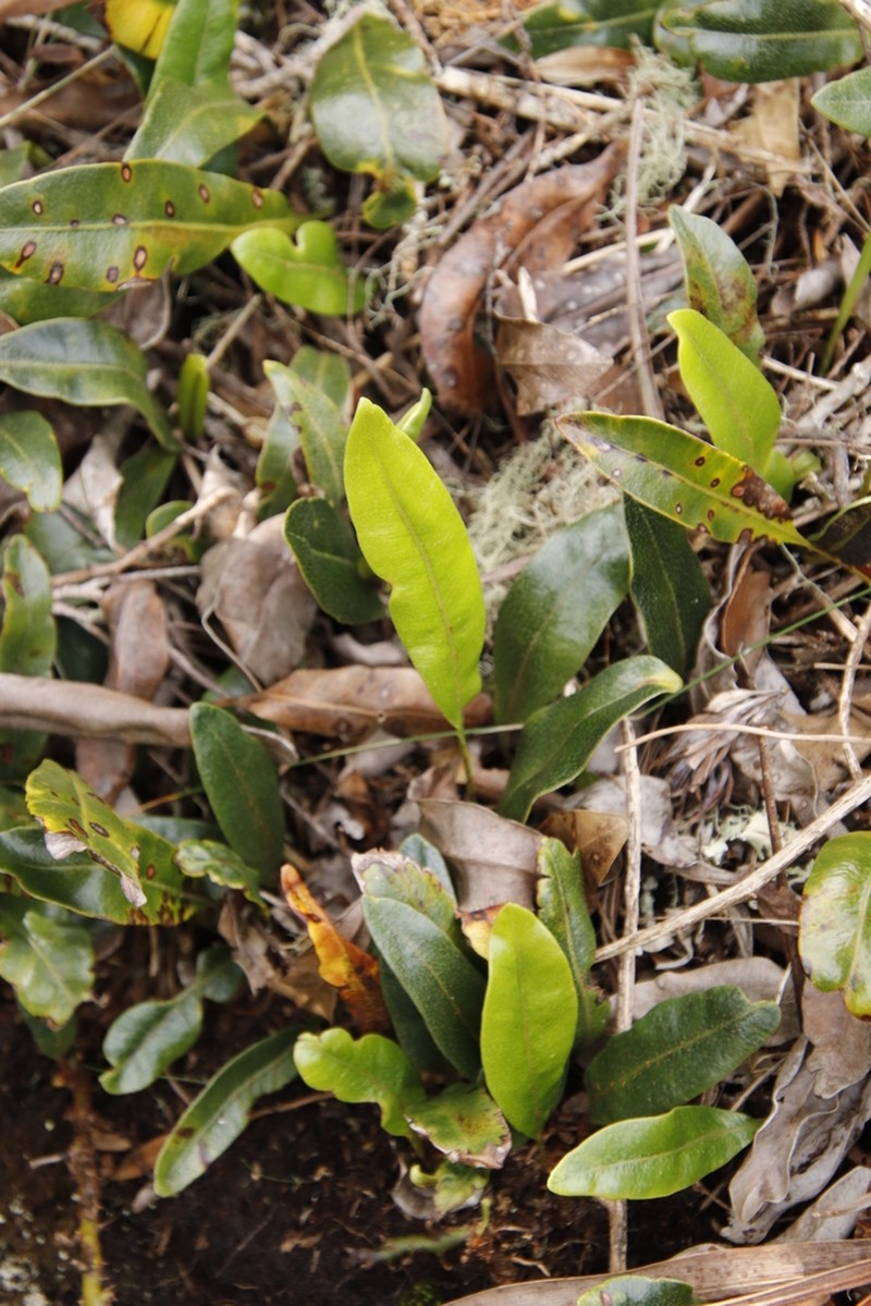 Elaphoglossum conforme photo 4