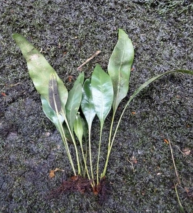 Elaphoglossum conforme photo 5