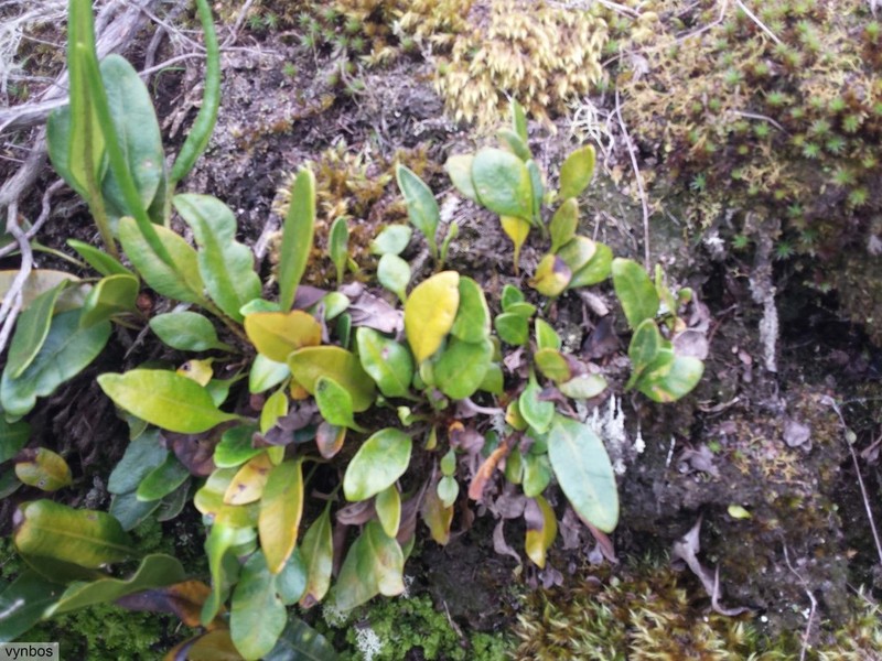 Elaphoglossum conforme photo 6