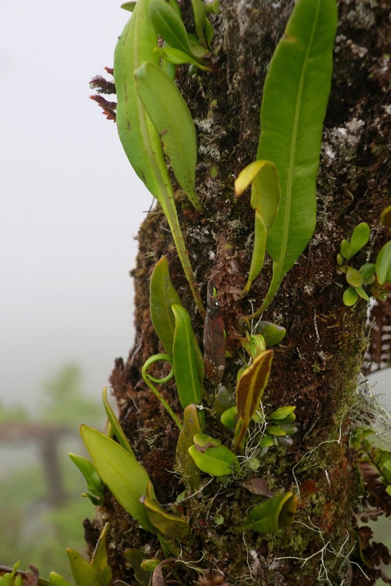 Elaphoglossum conforme photo 7