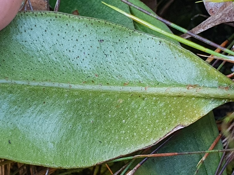 Elaphoglossum conforme photo 8