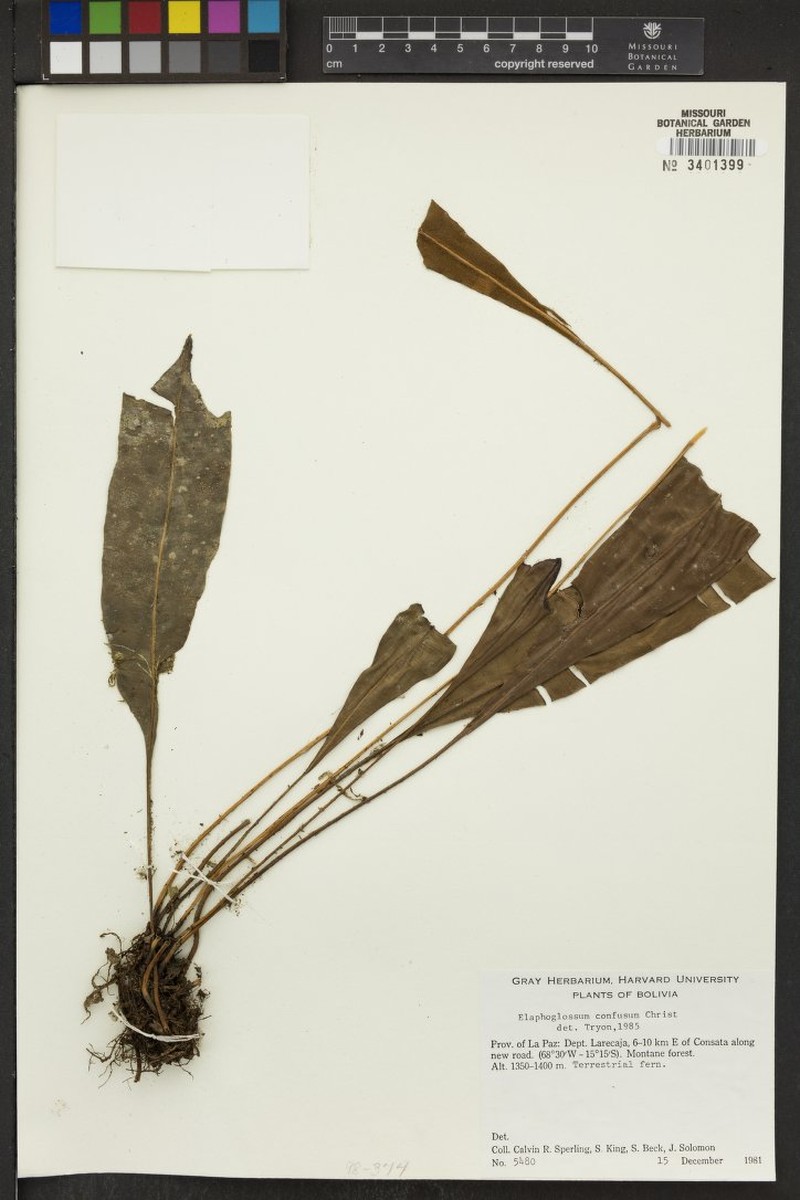 Elaphoglossum confusum