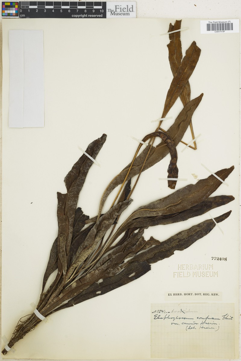 Elaphoglossum confusum photo 2