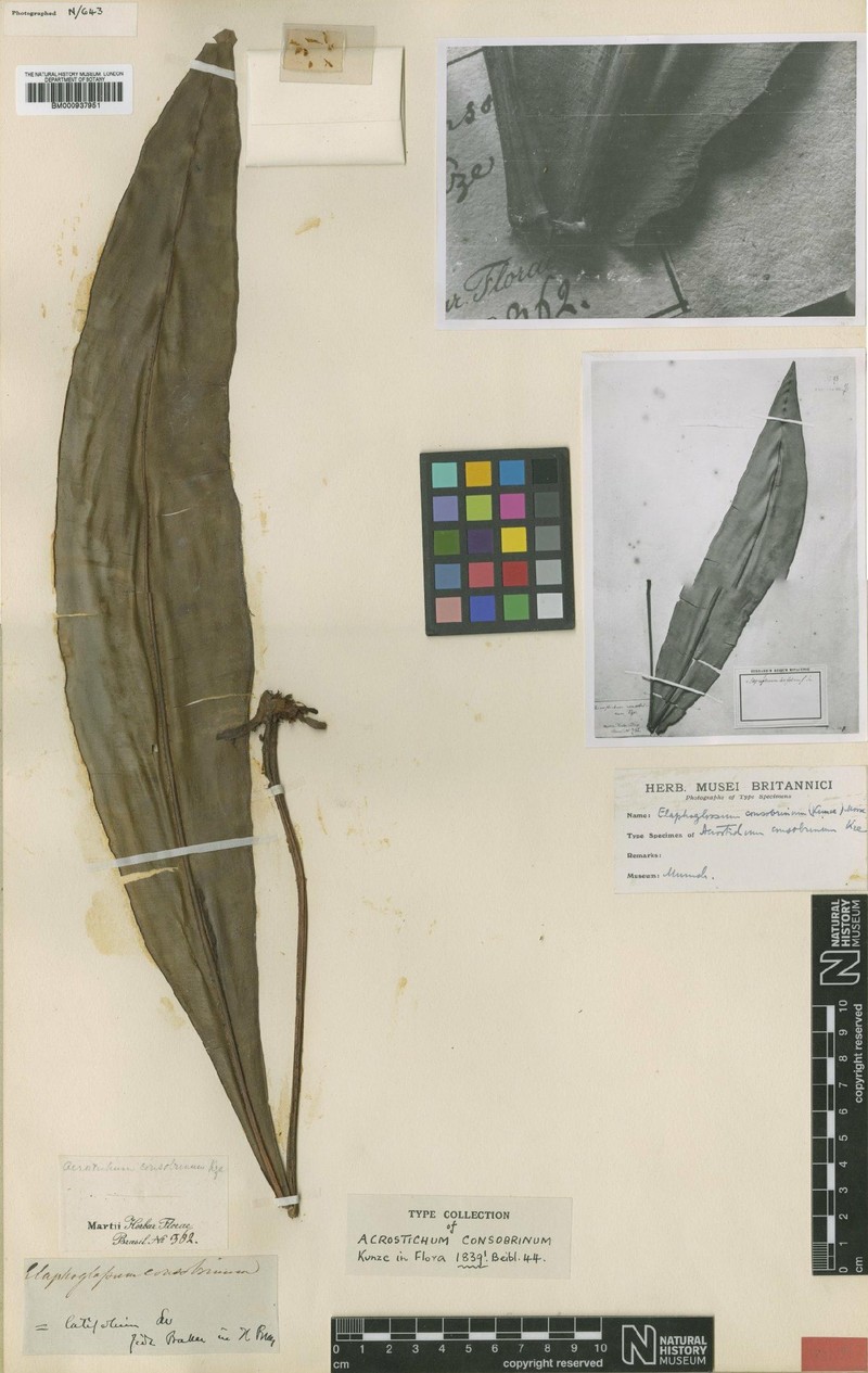 Elaphoglossum consobrinum