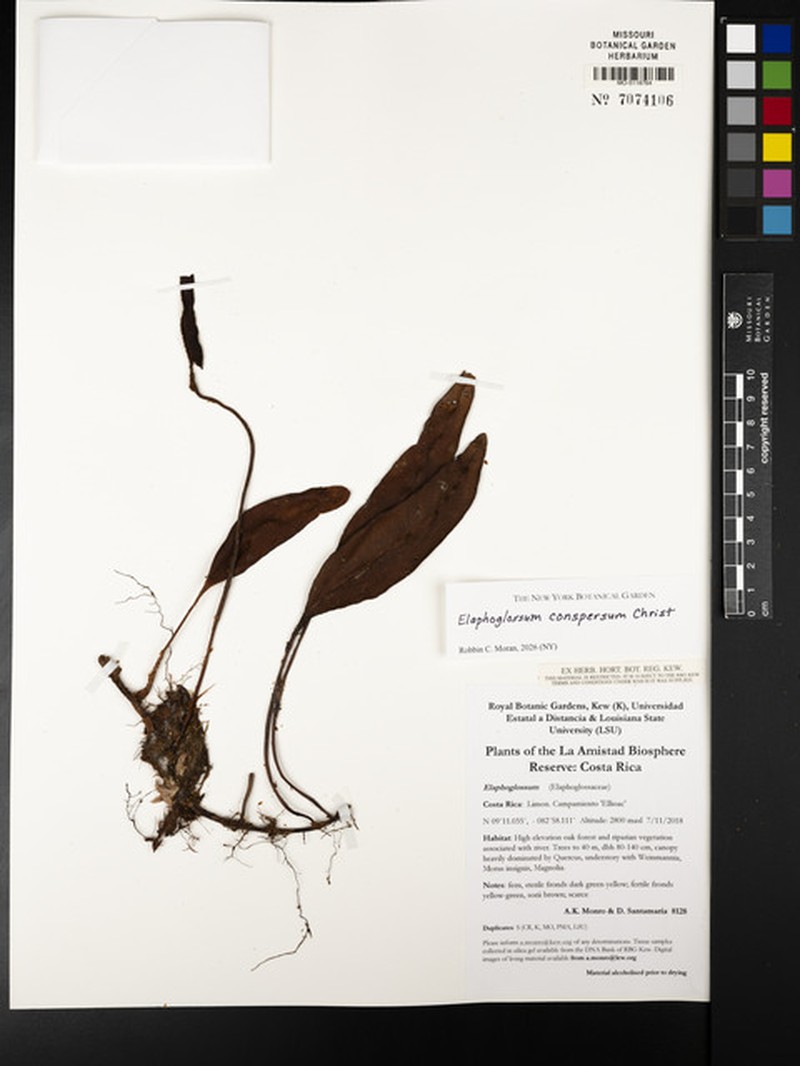 Elaphoglossum conspersum