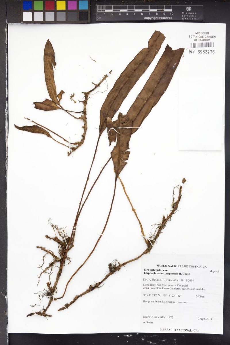 Elaphoglossum conspersum photo 2