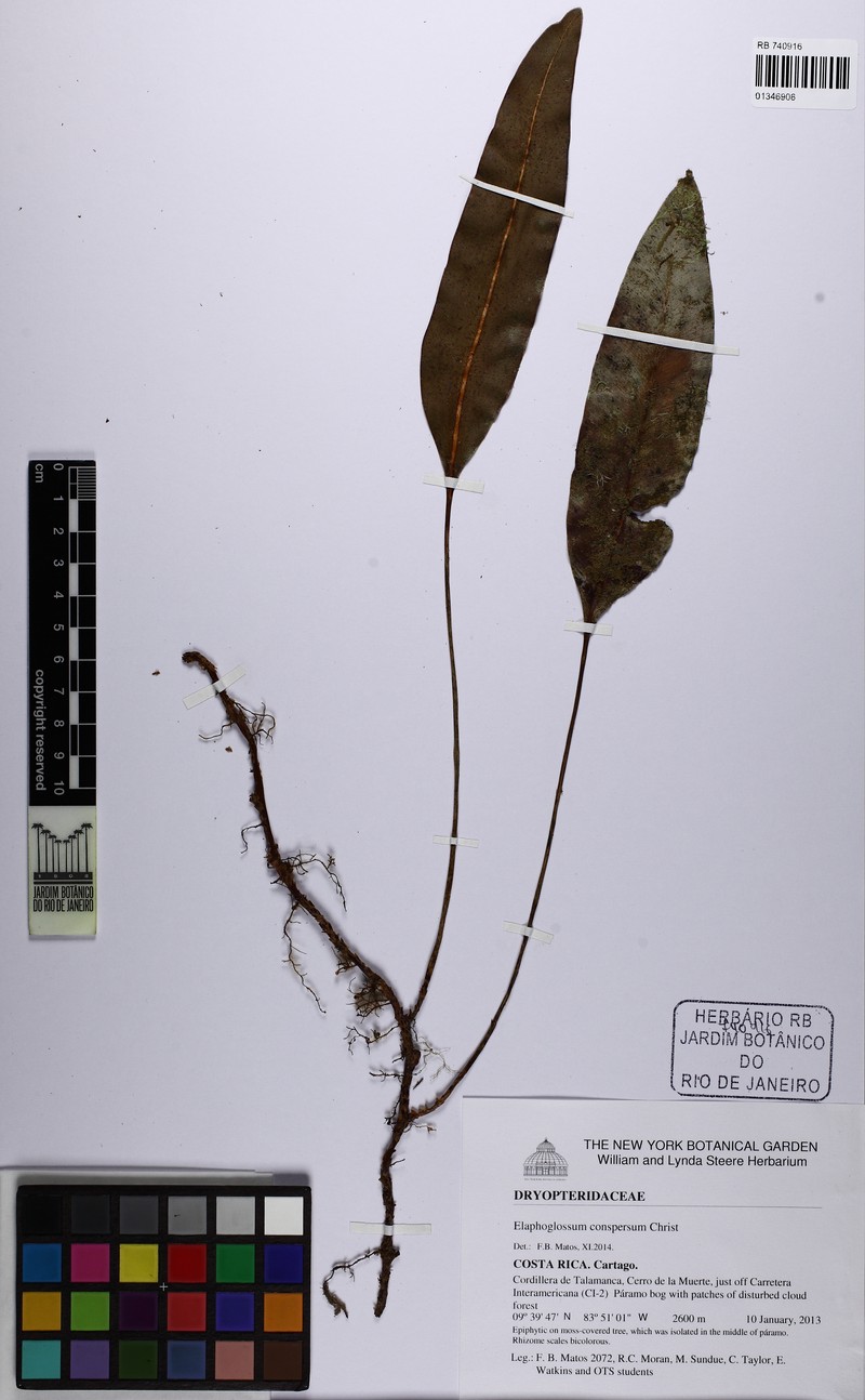Elaphoglossum conspersum photo 3