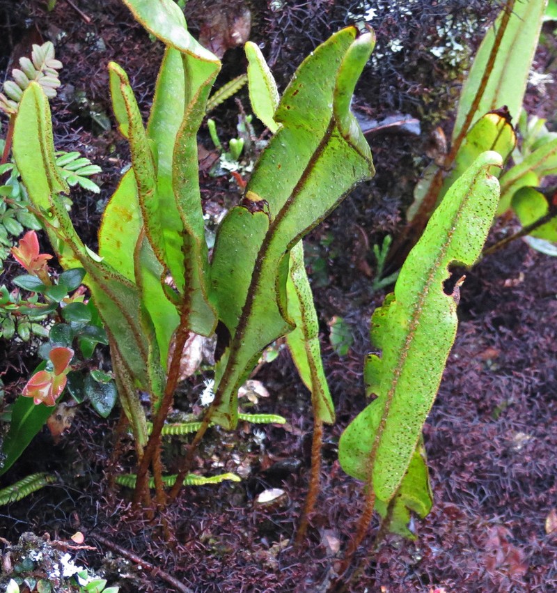 Elaphoglossum corderoanum