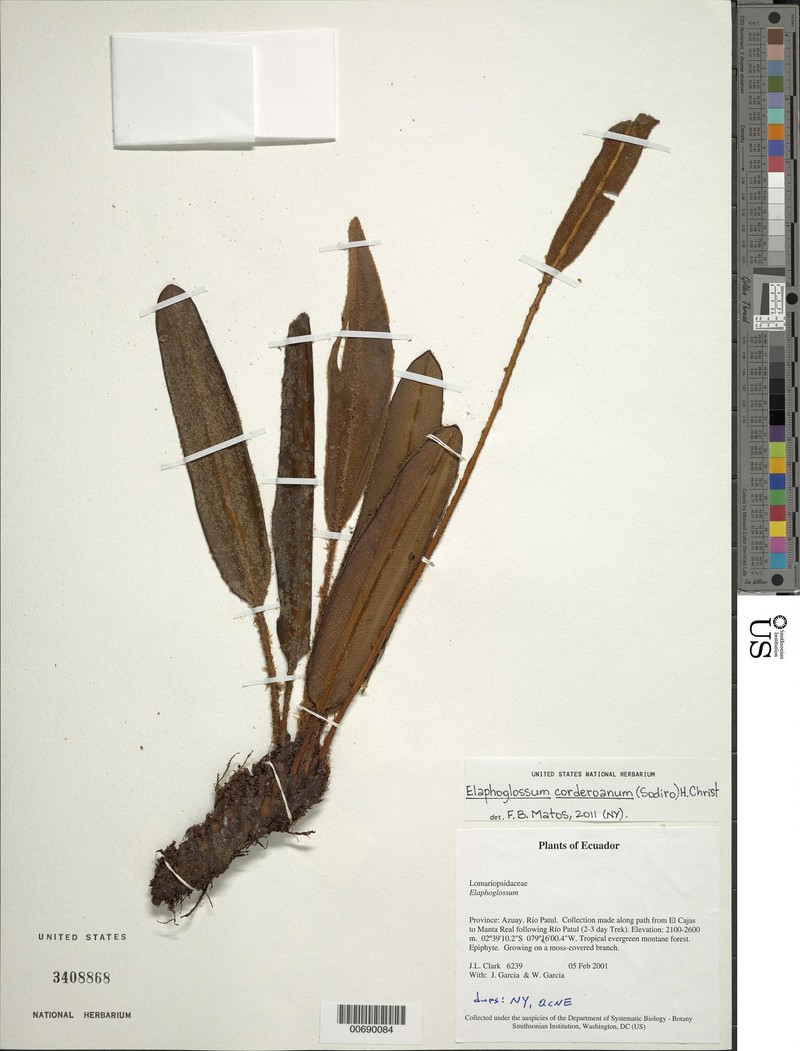 Elaphoglossum corderoanum photo 2