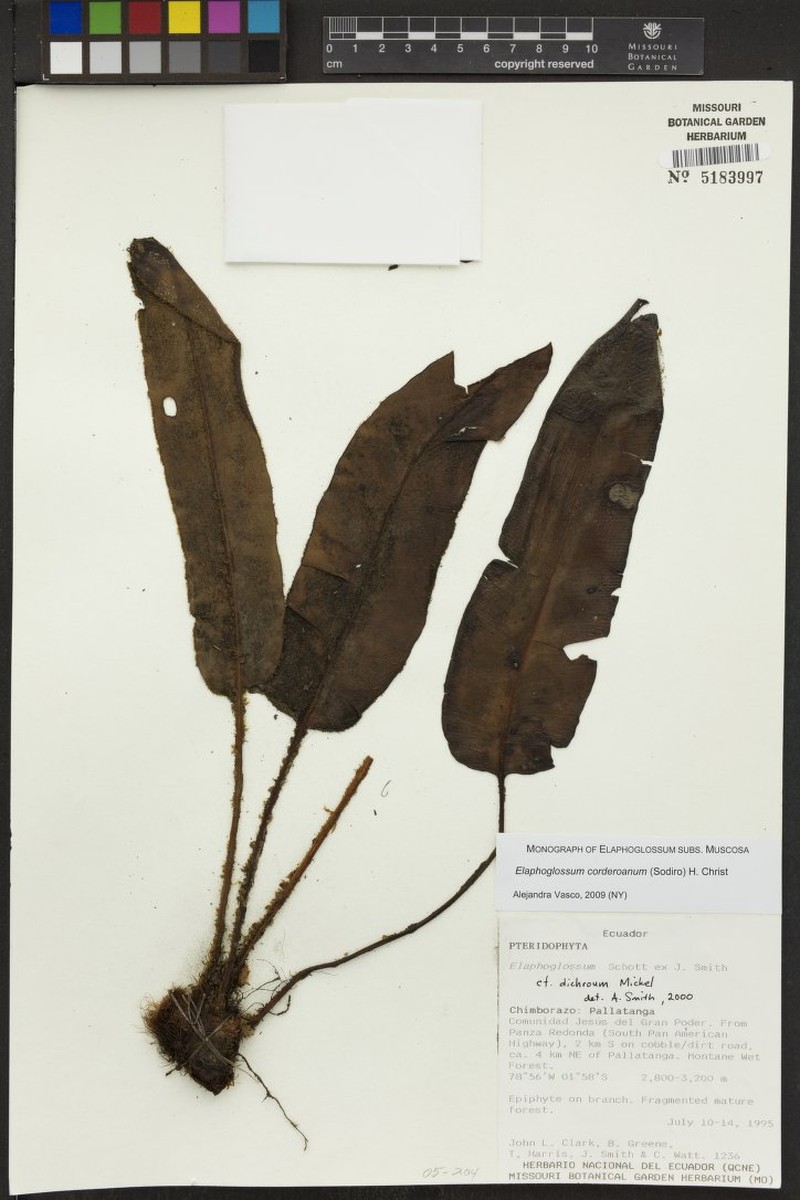 Elaphoglossum corderoanum photo 3