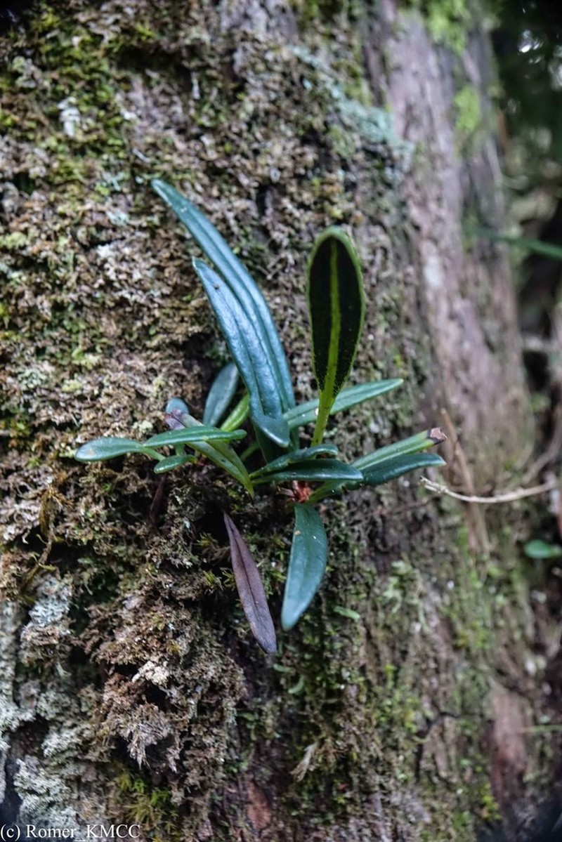 Elaphoglossum coriaceum