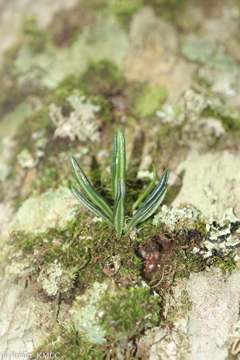 Elaphoglossum coriaceum photo 3
